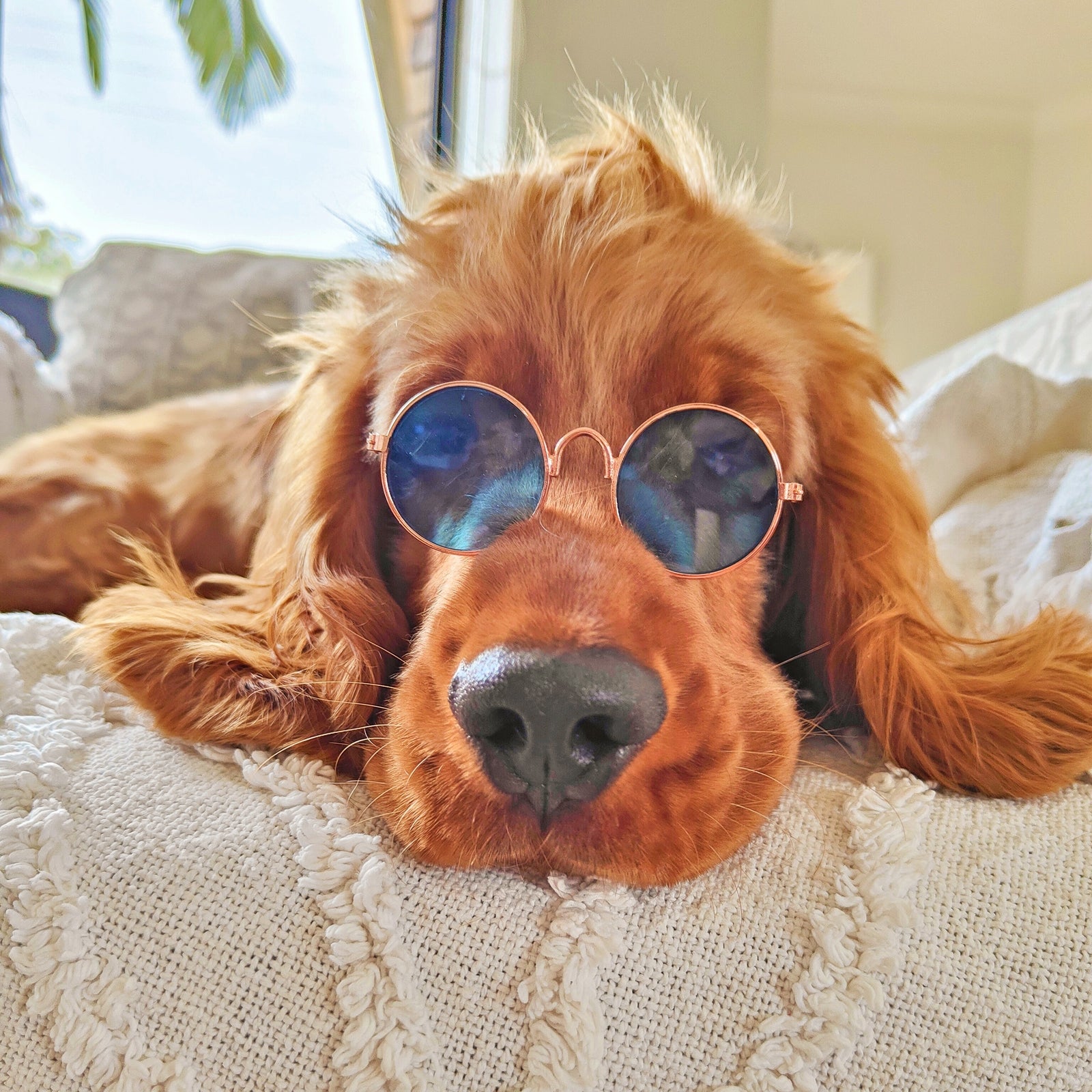 Round Dog Glasses Australia - Reggie and Friends