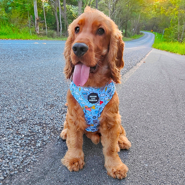 Koala Power Pet harness Bundle Reggie and friends