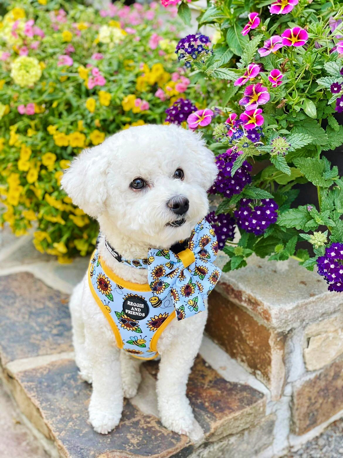 Best blue dog collar Australia Reggie and Friends