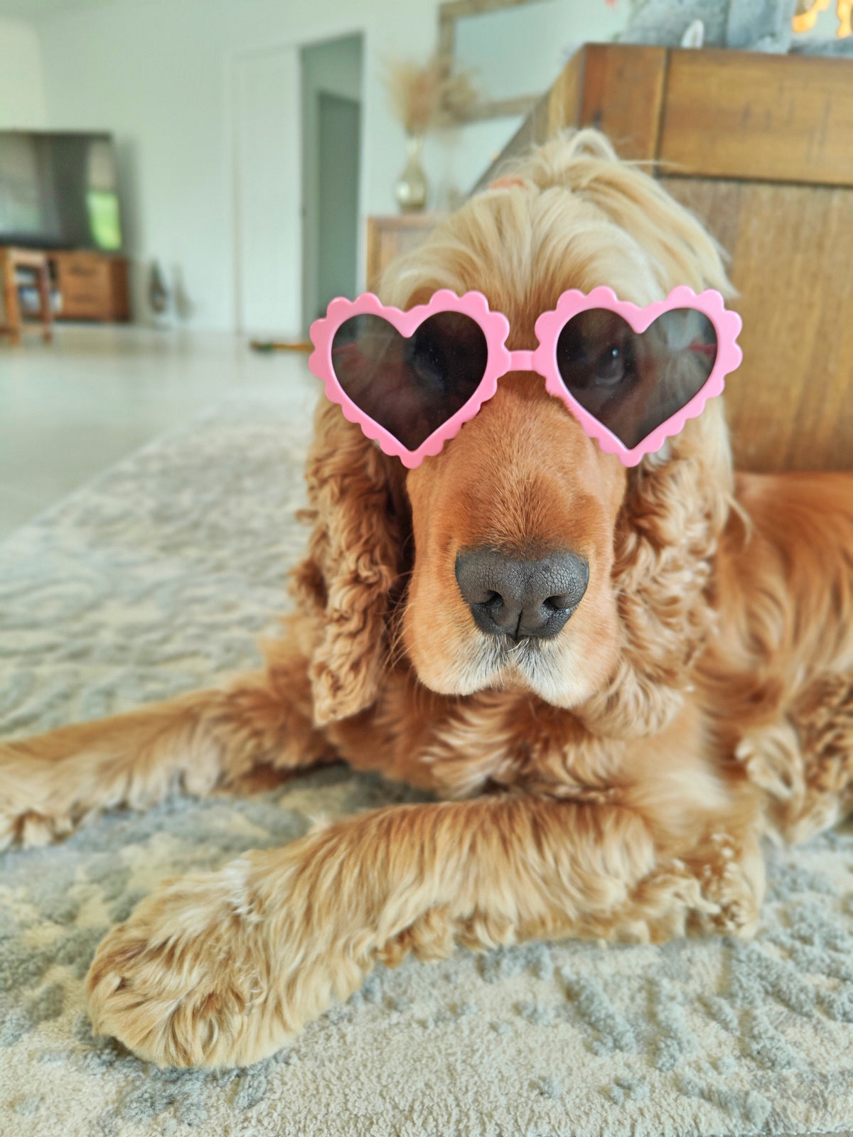 Best Heart Shaped Dog Glasses Large  - Reggie and Friends
