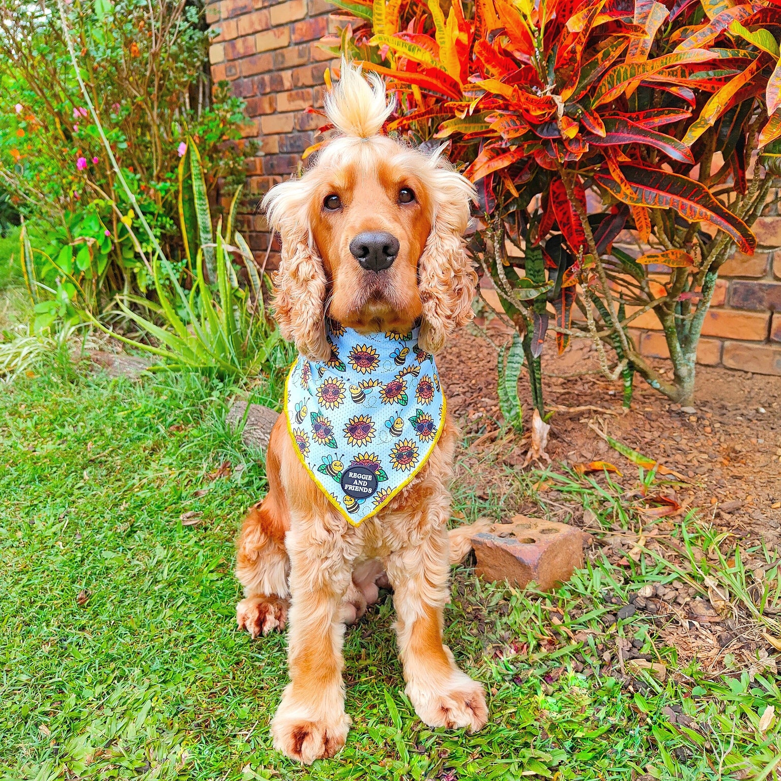 Small dog wearing bandana Reggie and Friends