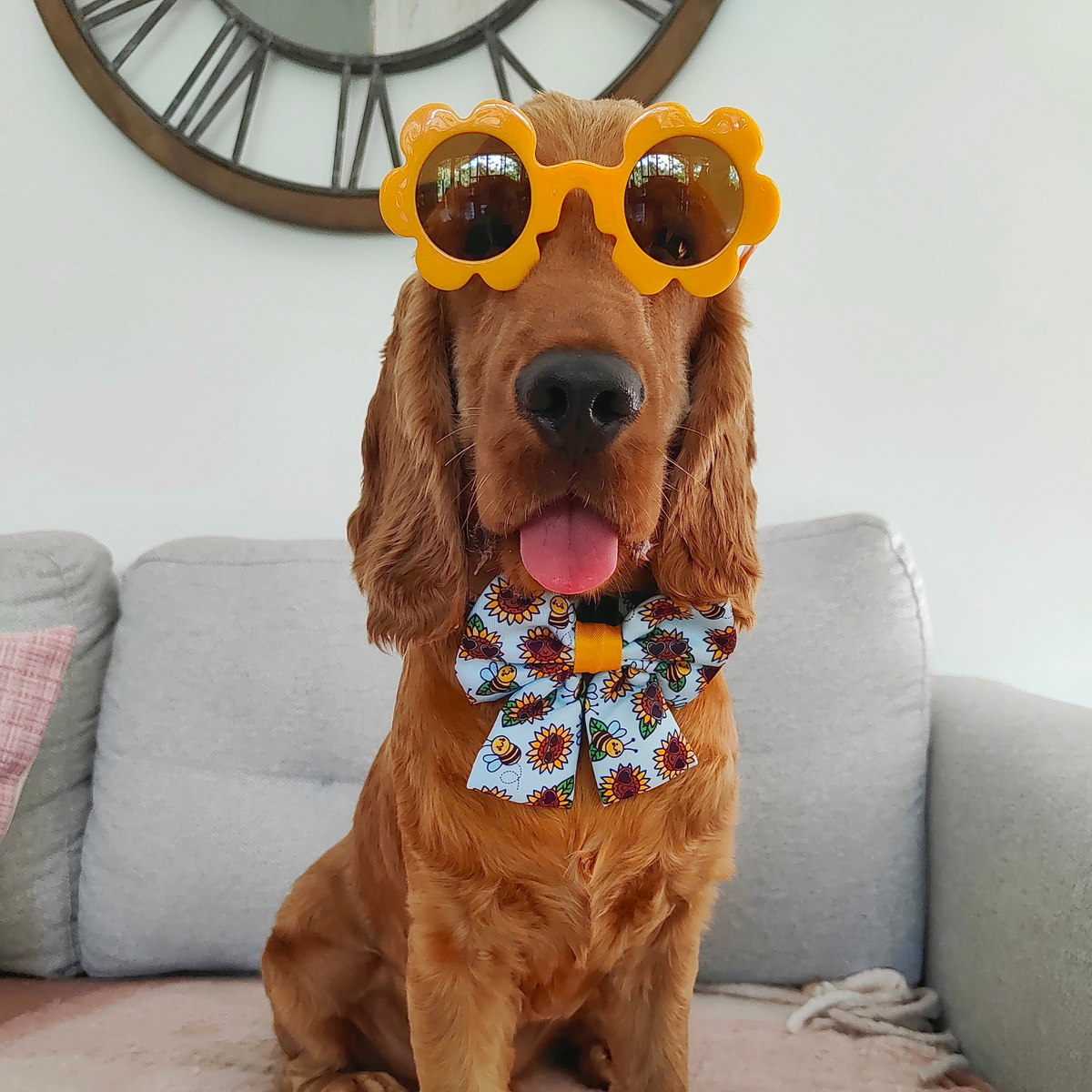 Pet Accessories Sunglasses - Reggie and Friends