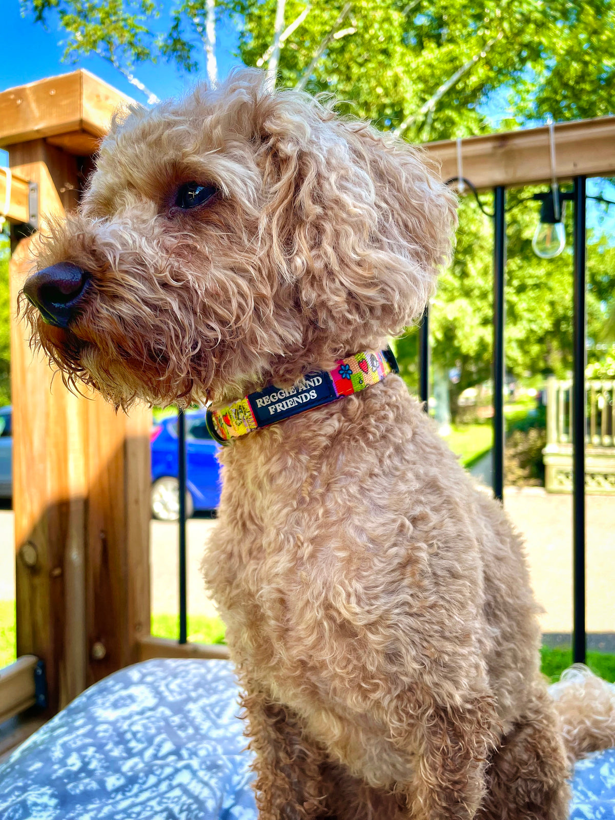 Pink dog collar with bow Reggie and Friends