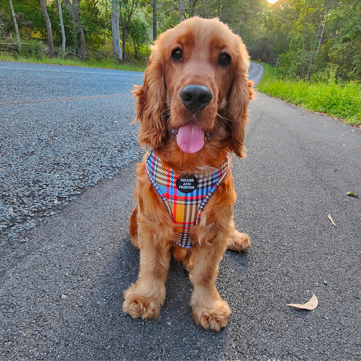 Plaid Harness Set for Pets - Reggie and Friends
