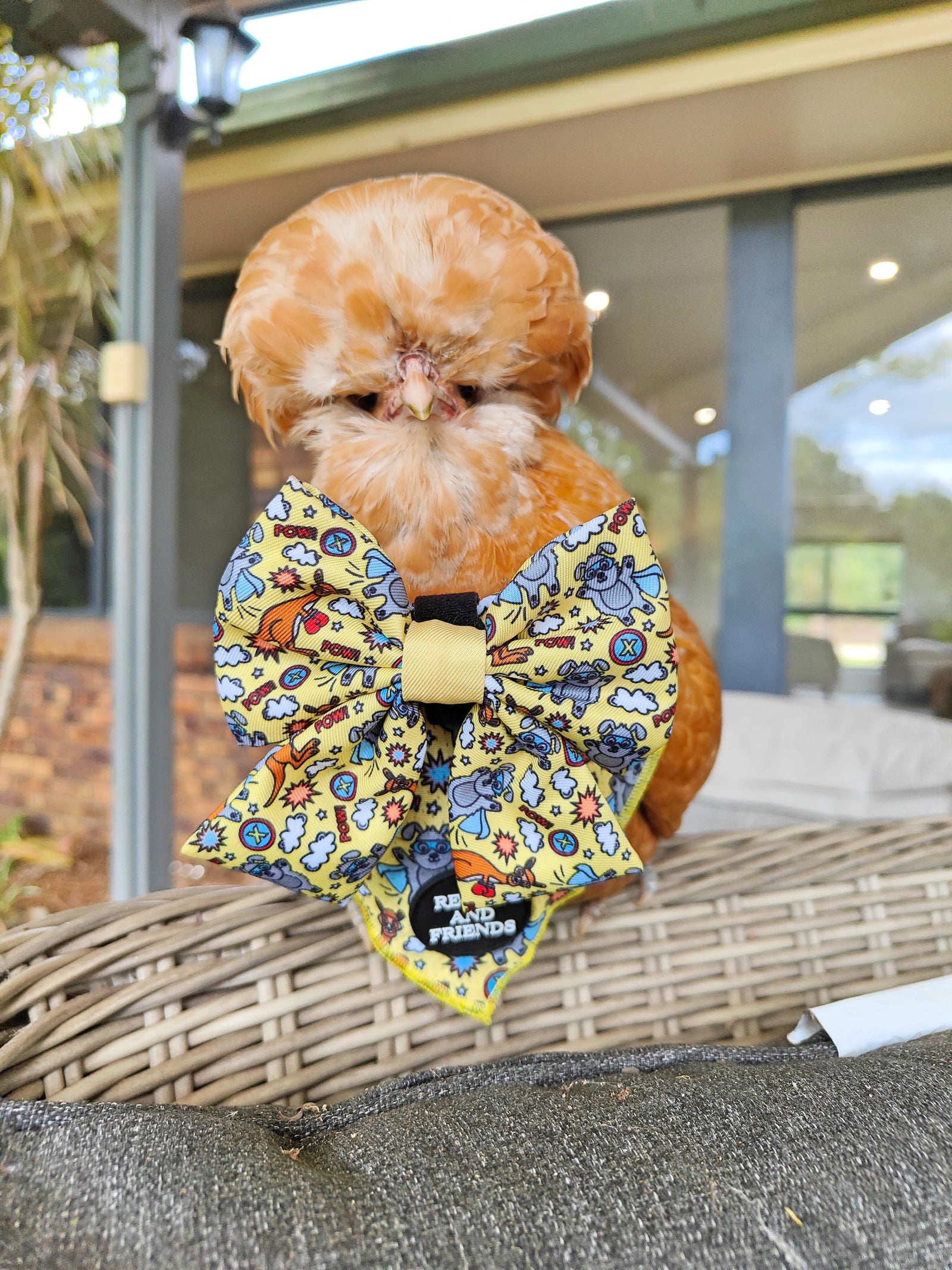 Cute Chicken Costume for hens Reggie and Friends