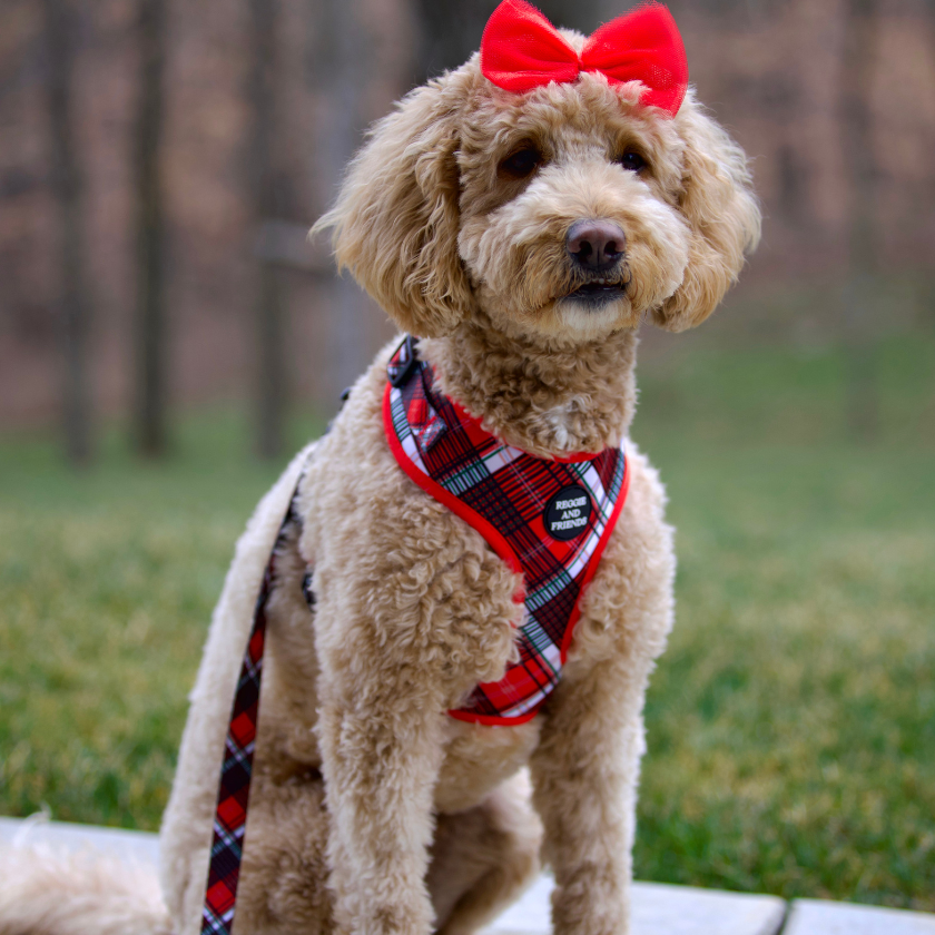 pretty red plaid pet collections Reggie and Friends