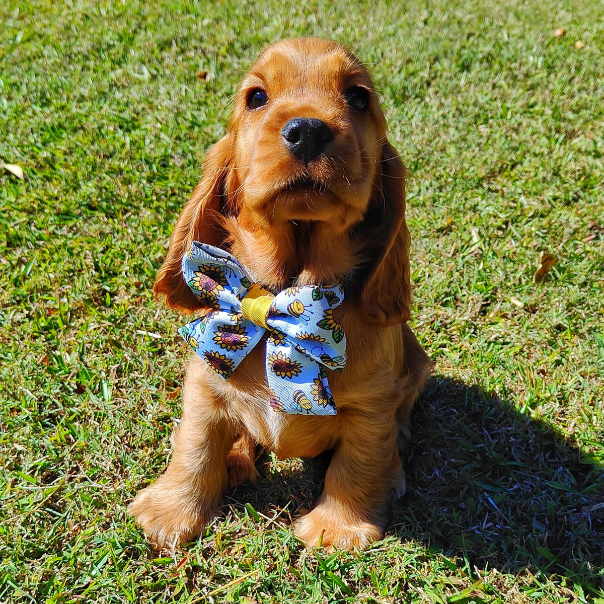 Puppy Dog Collars for litters Reggie and Friends