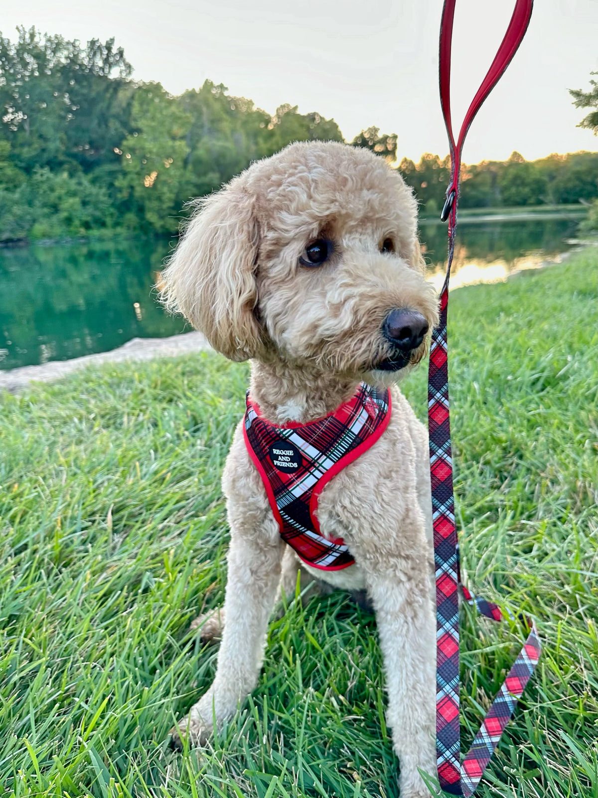 Best Red Tartan Dog Lead Australia Reggie and Friends