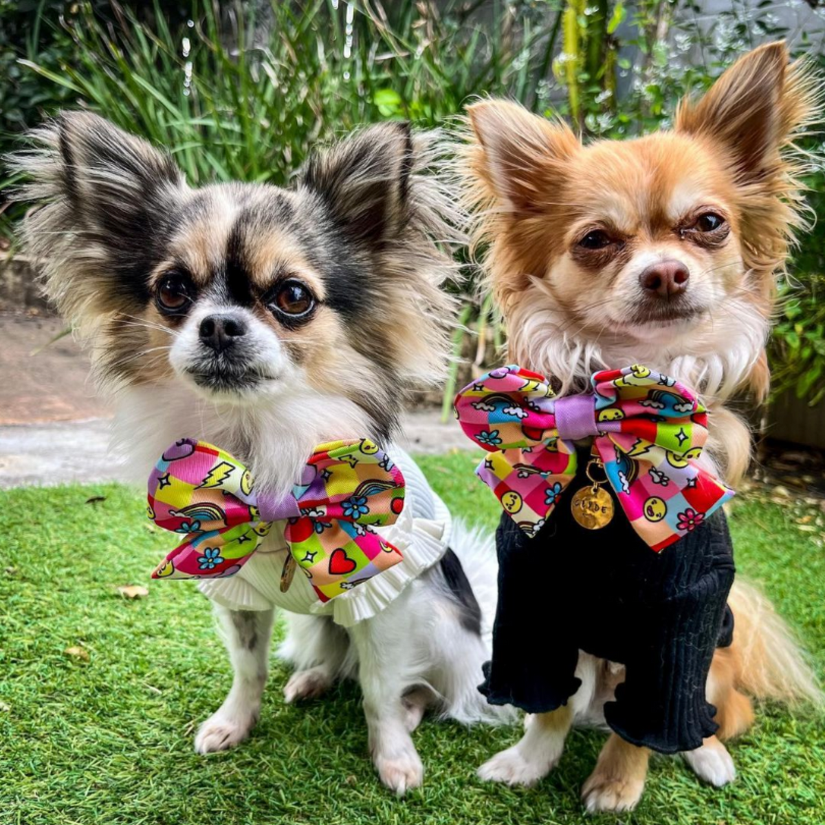 Small Dog Pet Bow - Reggie and Friends
