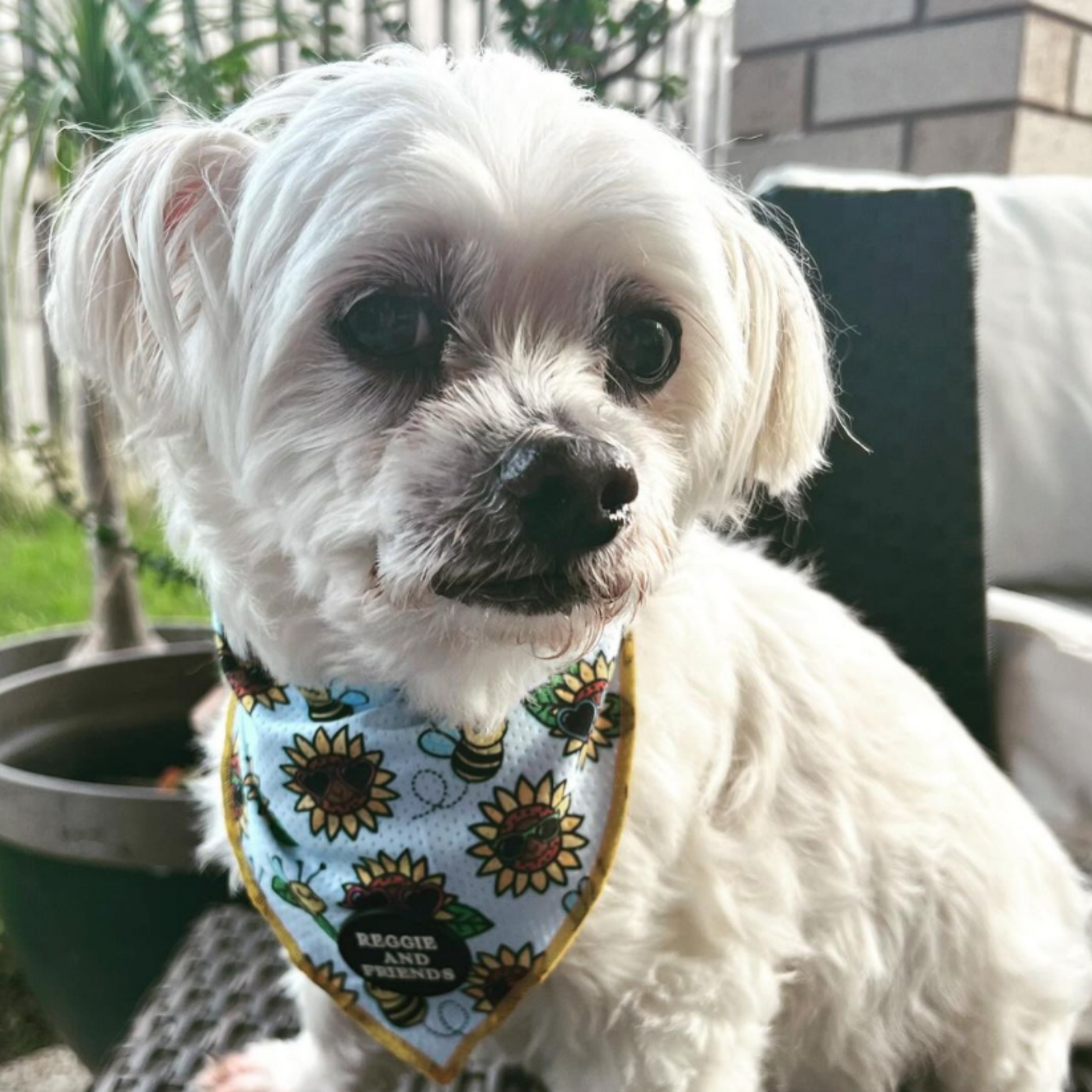 Sunflower dog best sale bandana