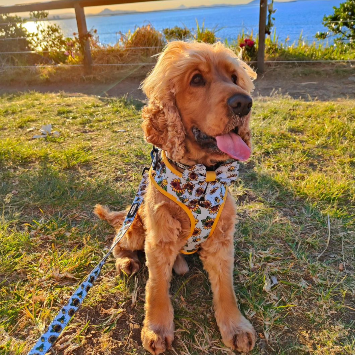 Sunflower and Bee Pet Lead - Reggie and Friends