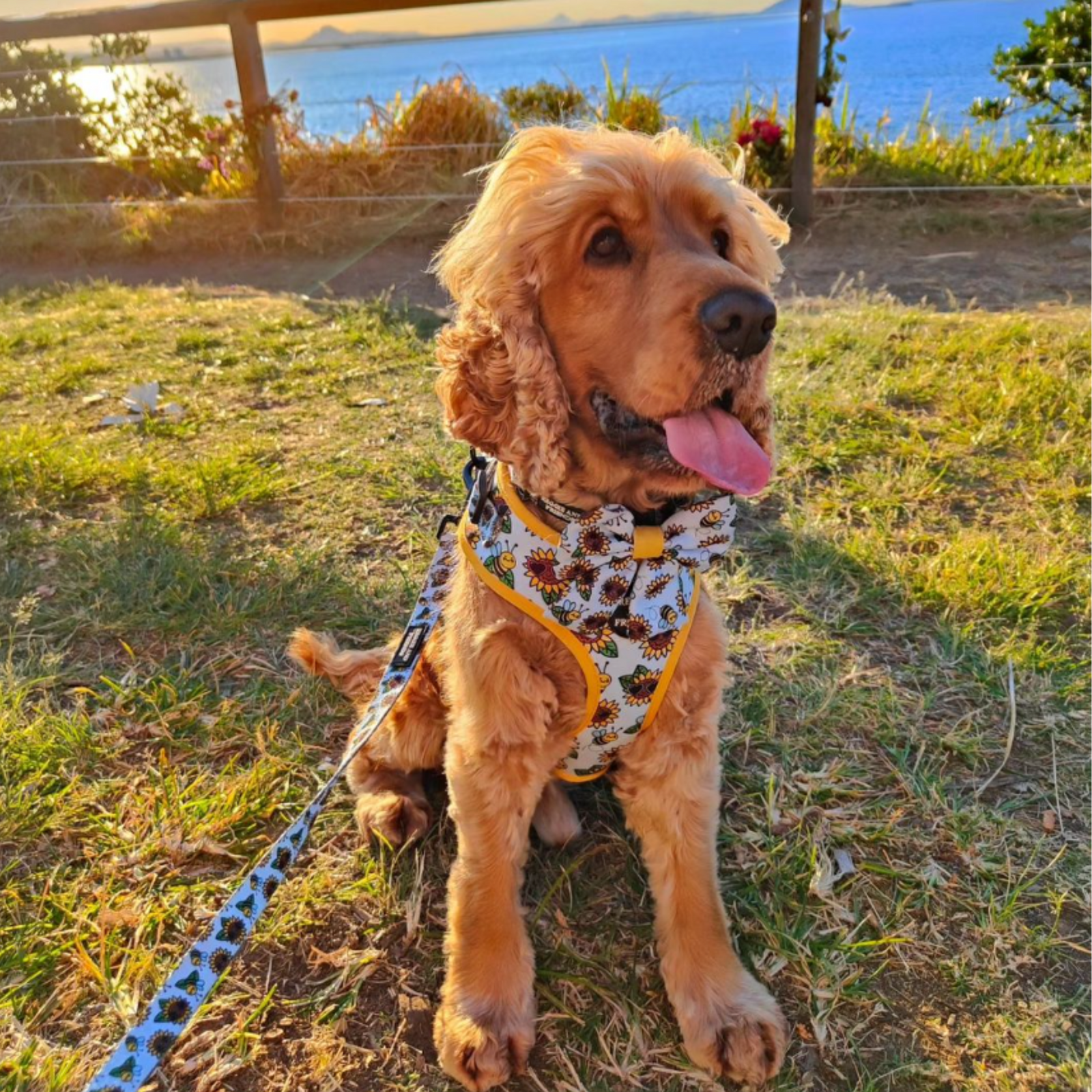 Sunflower and Bee Pet Lead - Reggie and Friends