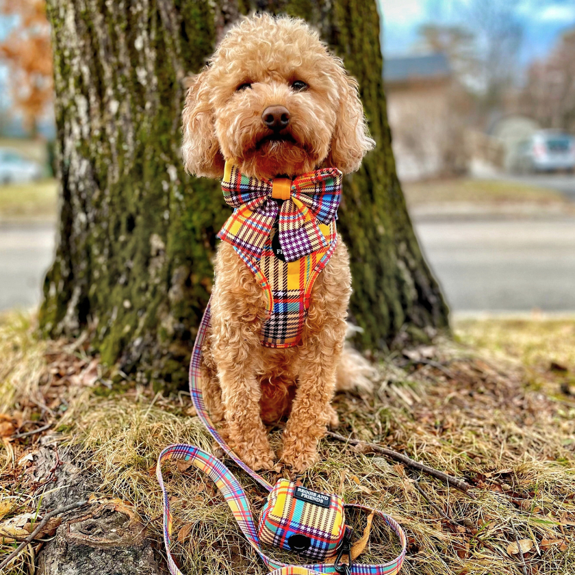 sunny yellow tartan harness Reggie and Friends