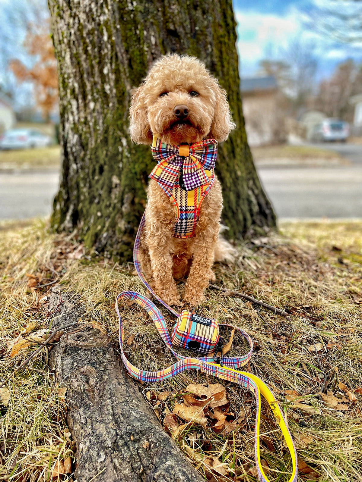 Pretty Dog Harness Australia Reggie and Friends