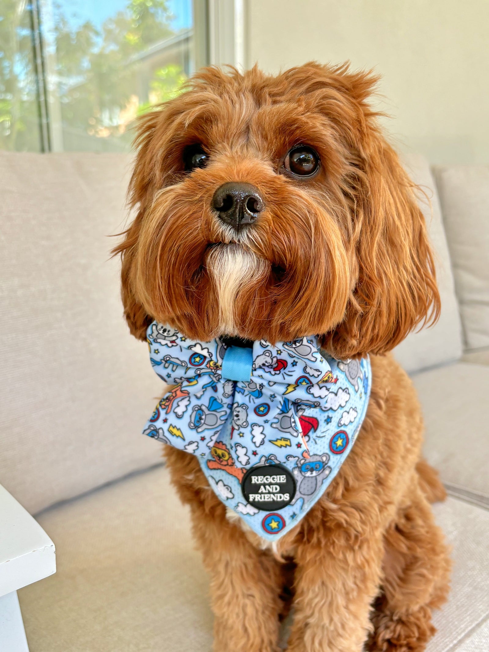 Dog Bow ties Australia - Reggie and Friends