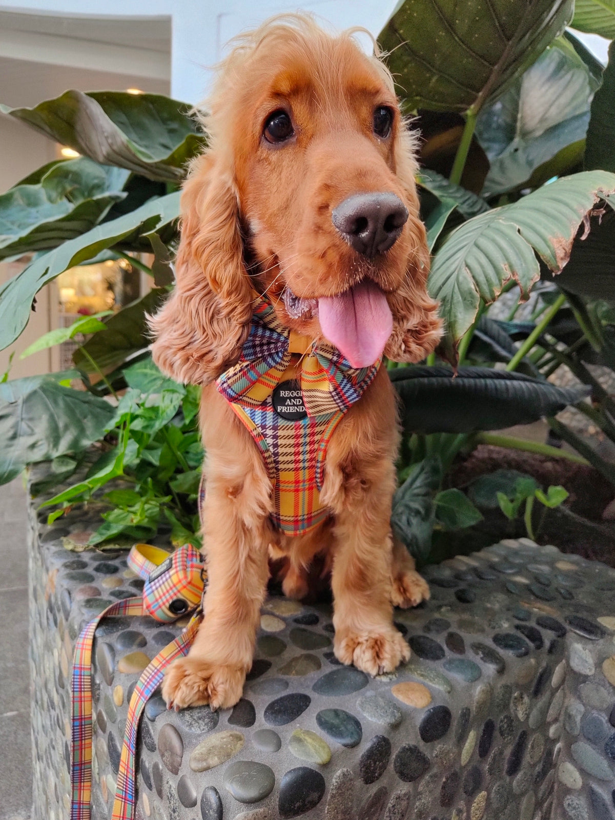 Cute Colourful Pet Accessories and Pet bows - Reggie and Friends Australia