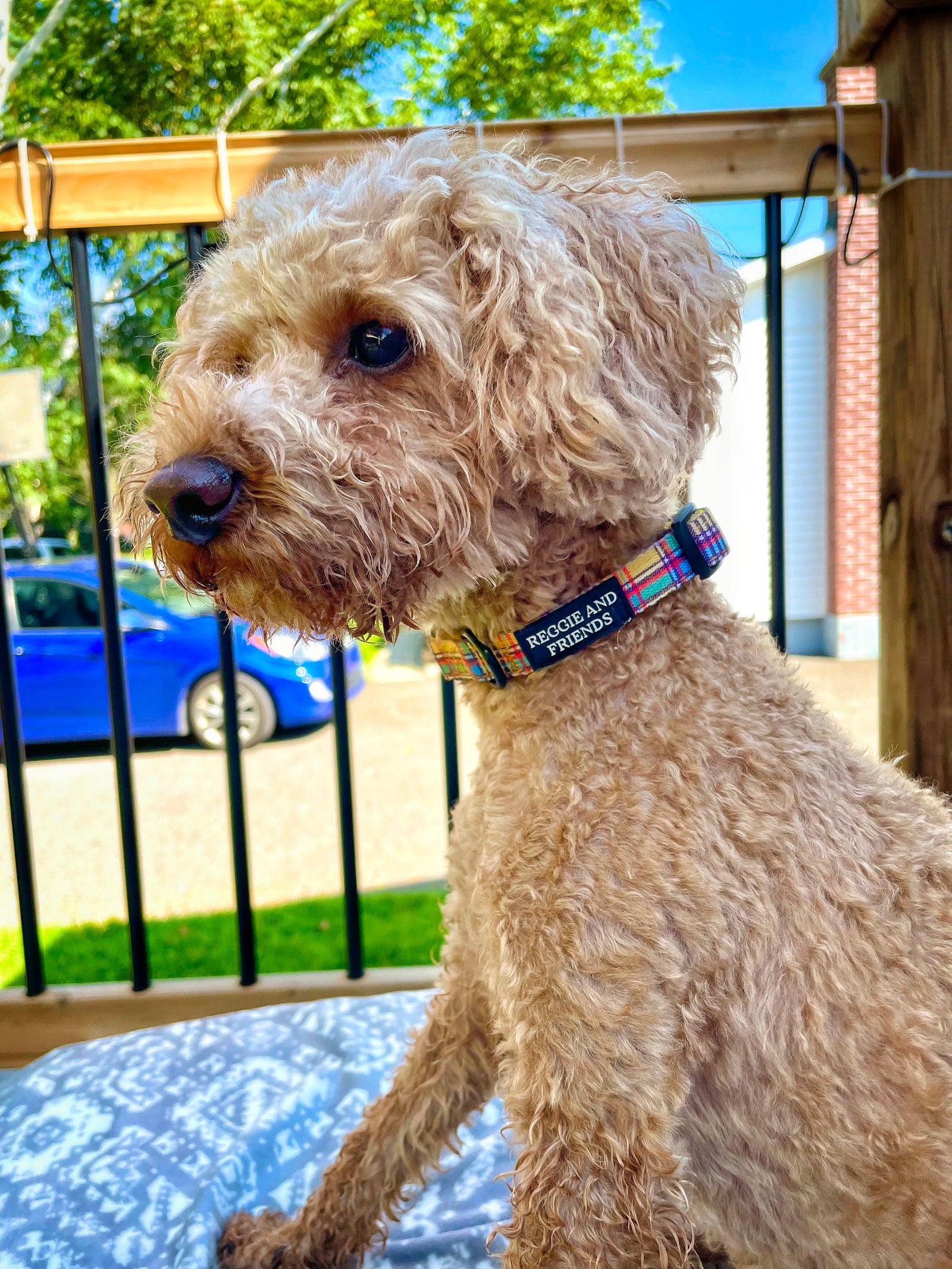 Best Yellow Tartan Dog Collar Australia Reggie and Friends