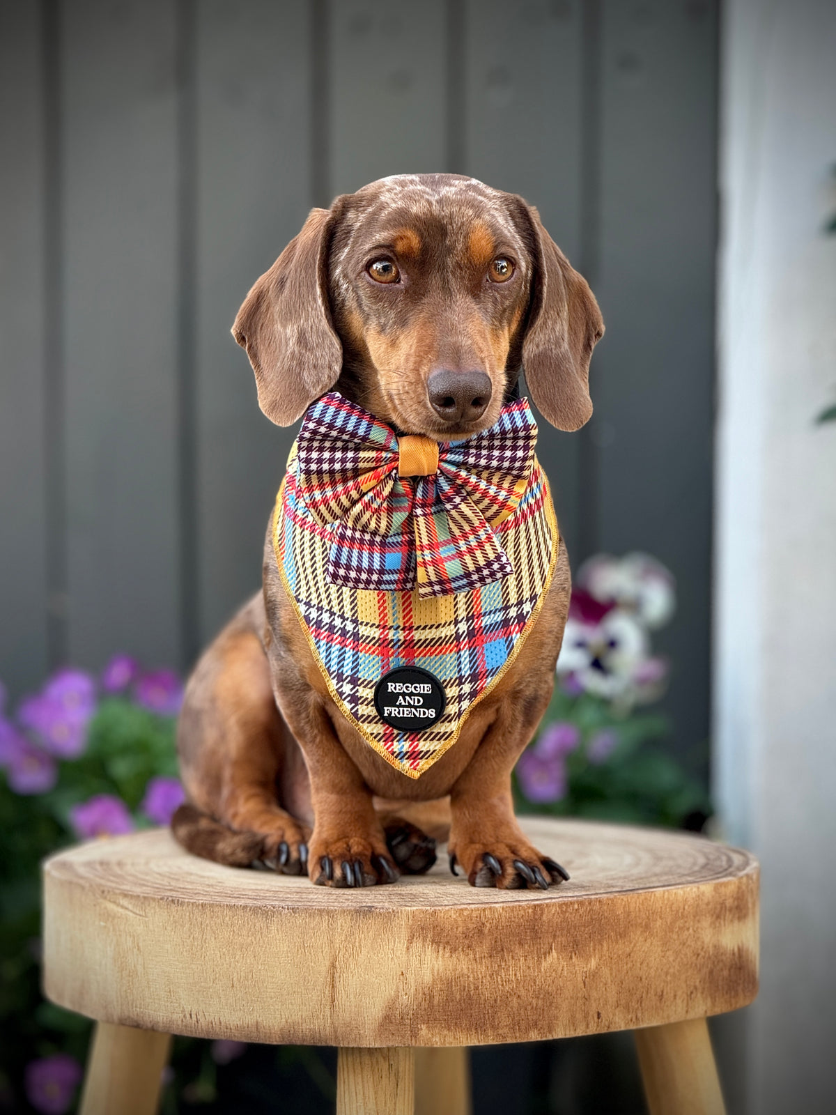 Dog bow ties | Dog hair bows - Reggie and Friends