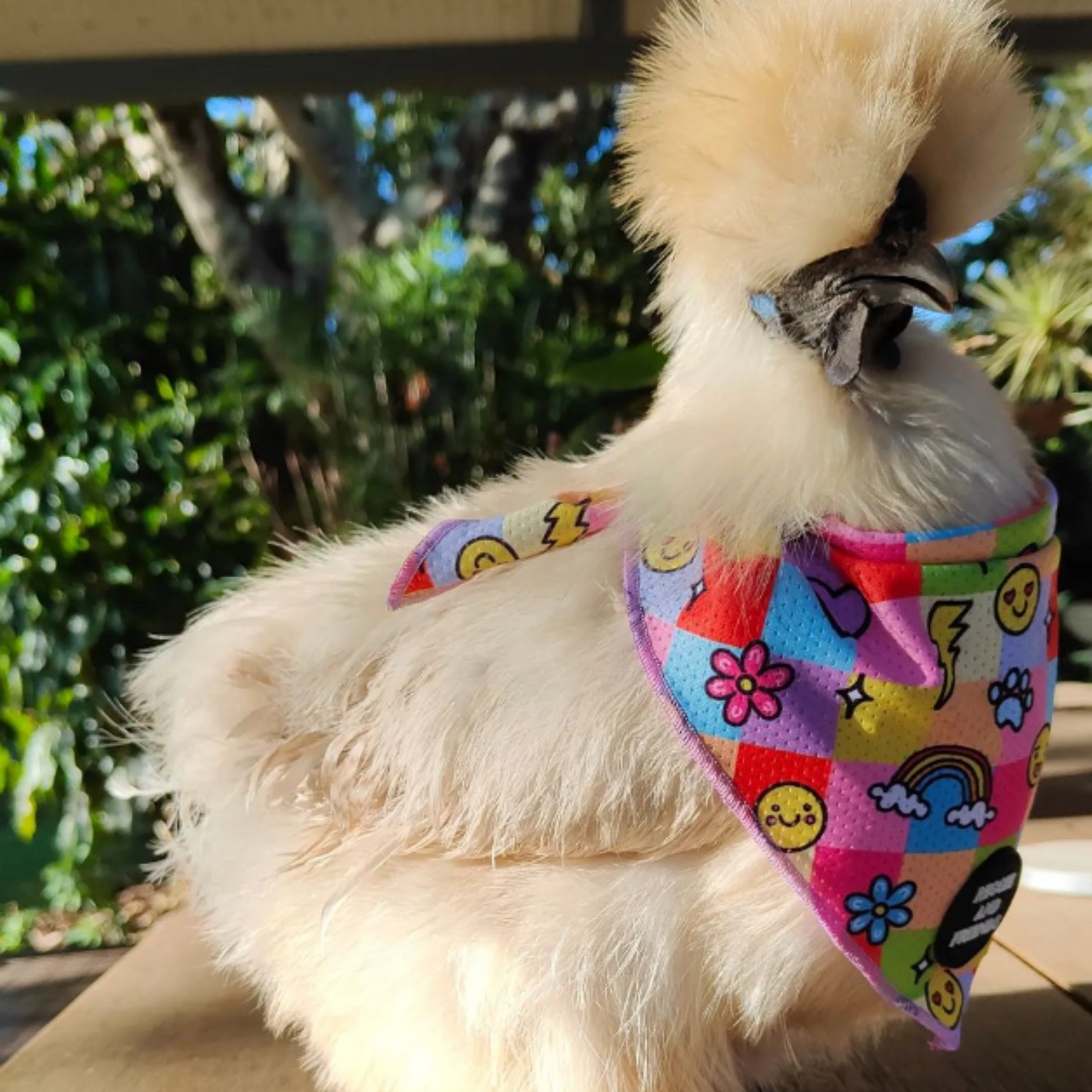 chicken wearing dog bandana - Reggie and Friends