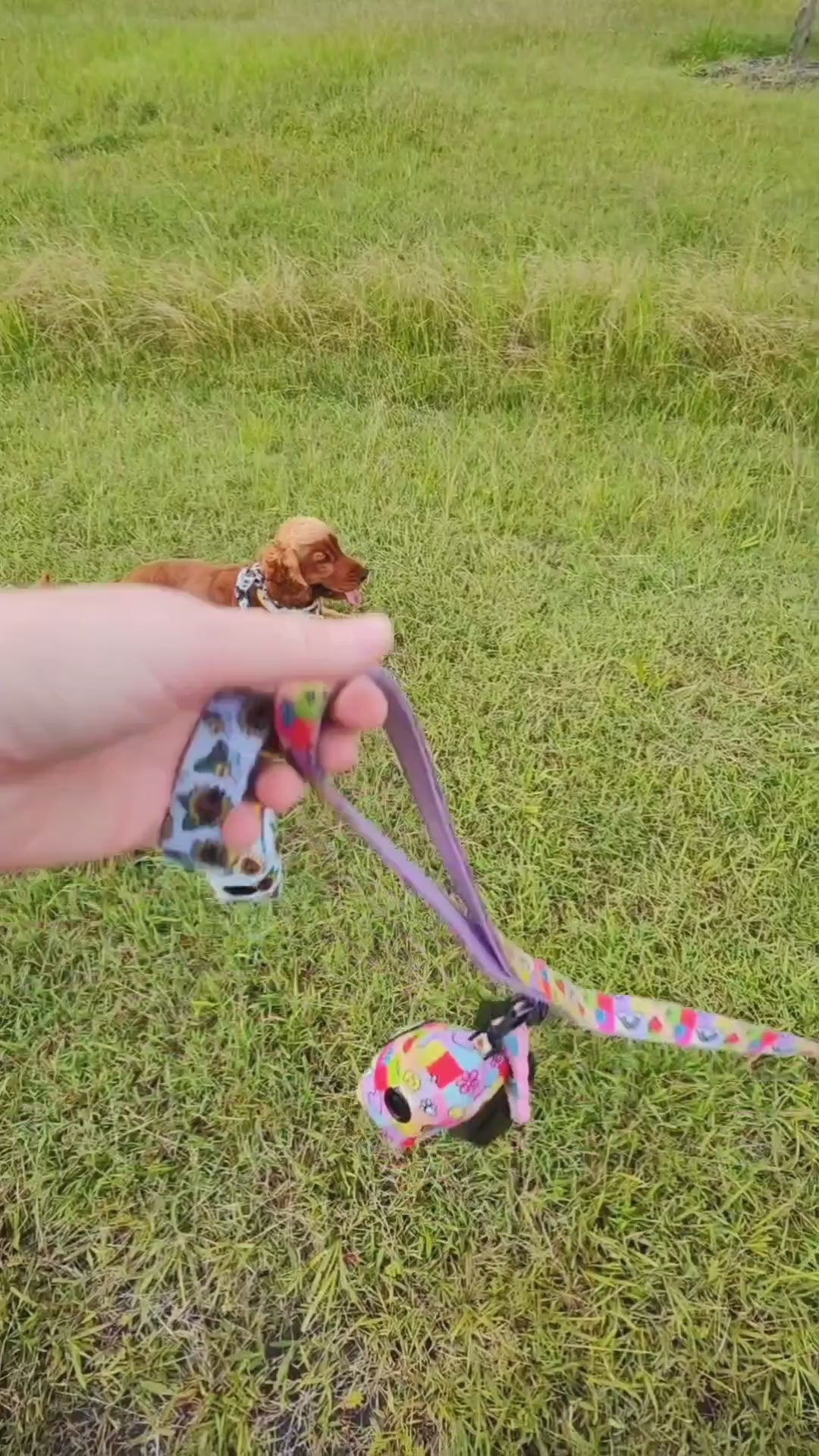 Dog hiking accessory to carry dog poo - Reggie and Friends